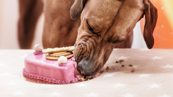 In aller Tierfreundschaft