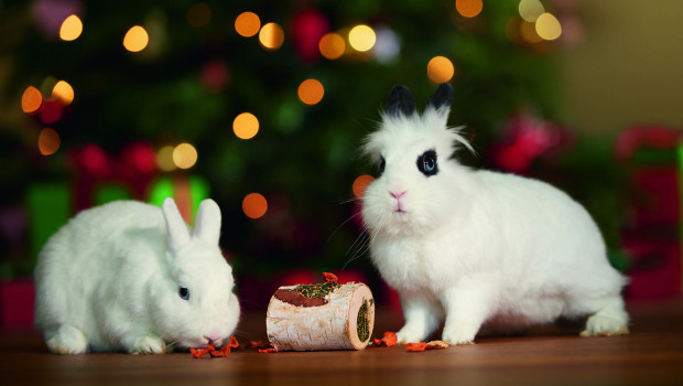 Bei Fressnapf Österreich pausiert der Tierverkauf im Dezember.