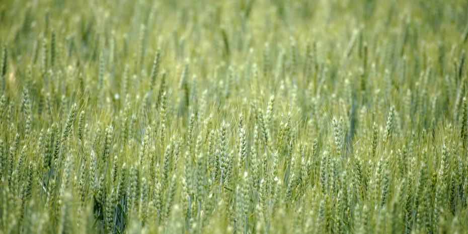Der Begriff „getreidefrei“ hat sich als starkes Verkaufsargument bei Hunde- und Katzennahrung etabliert. Aus ernährungsphysiologischer Sicht lässt sich dieser Vorteil jedoch nicht pauschal bestätigen, erklärt Tierärztin Pia Rosenberg.