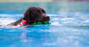 Hunde in die Freibäder