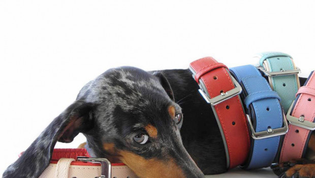 Das Lederband GmbH, Hundehalsband, Hundeleine