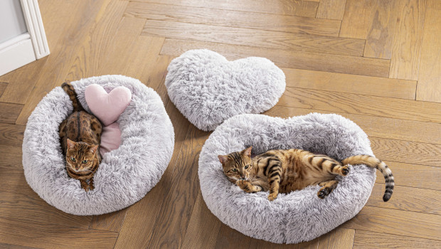 In der Pause nach dem Spiel erholen sich Katzen und kleine Hunde auf den „Dehner Lieblinge Valentins-Betten“. In der Pause nach dem Spiel erholen sich Katzen und kleine Hunde auf den „Dehner Lieblinge Valentins-Betten“.