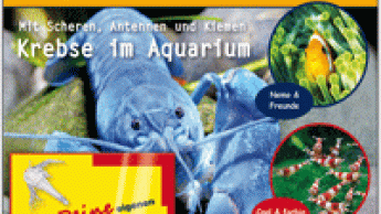 Aquaristik für Kids & Teens