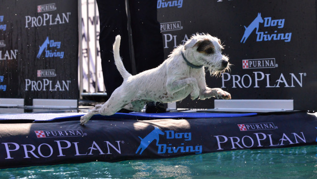 Am „Pro Plan Dog-Diving“ können auch Besucherhunde teilnehmen.