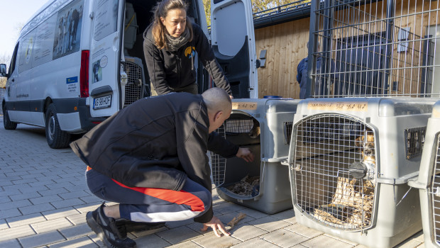 Die Tiere aus Odessa kamen unter anderem im Sonnenhof an.