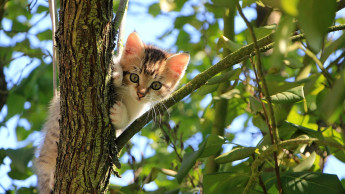 Deutscher Tierschutzbund kritisiert neues Tierschutzgesetz