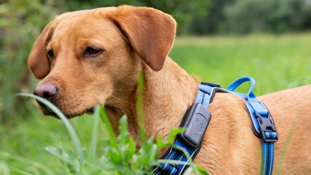 Mit dem GPS-Tracker am Geschirr des Hundes werden Ortungsdienste angeboten und Aktivitäten erfasst.