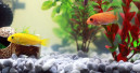 Einsteigeraquarien sind für Fischhaltung geeignet