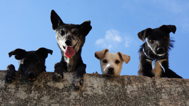 Die öffentlichen Kassen haben im vergangenen Jahr rund 380 Mio. Euro aus der Hundesteuer eingenommen.