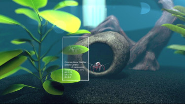 Onlinespiel Aquaristik