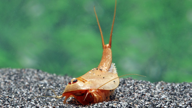 Urzeitkrebse, Schildkrebse (Triops), Feenkrebse, AQ4Business GmbH