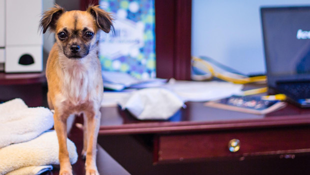 Der App-Anbieter Readly empfiehlt Arbeitnehmern, das Gespräch mit dem Arbeitgeber suchen und darum zu bitten, den Hund mit ins Büro nehmen zu dürfen.