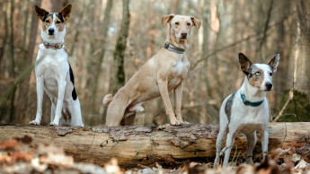 Hundeernährung – gewusst wie
