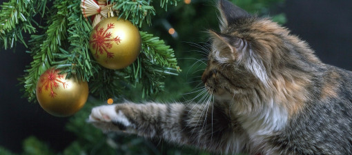 Das Geschäft mit den Geschenken Das Geschäft mit den Geschenken