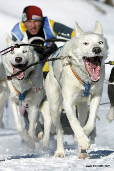 "Happy Dog" "Happy Dog"