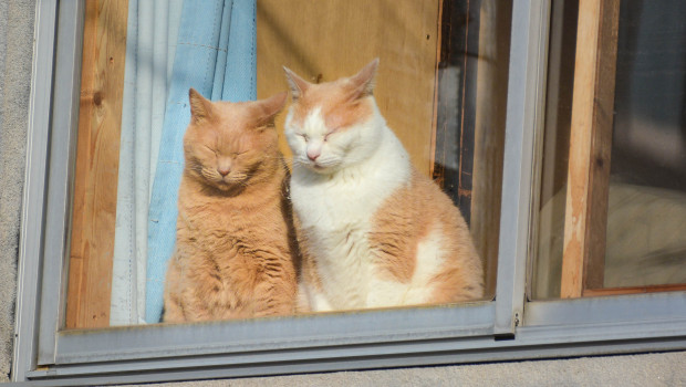 Die Savoo-Studie beziffert die durchschnittlichen Lebenshaltungskosten für eine Katze auf 20.776 Euro.