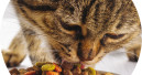 Brain und Diana Pet Food kooperieren