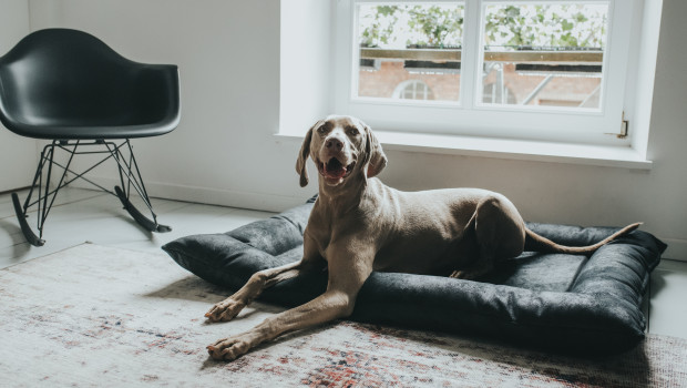 In den Hunter-Wohlfühlecken sollen auch Vierbeiner Urlaubsgefühle entwickeln können.