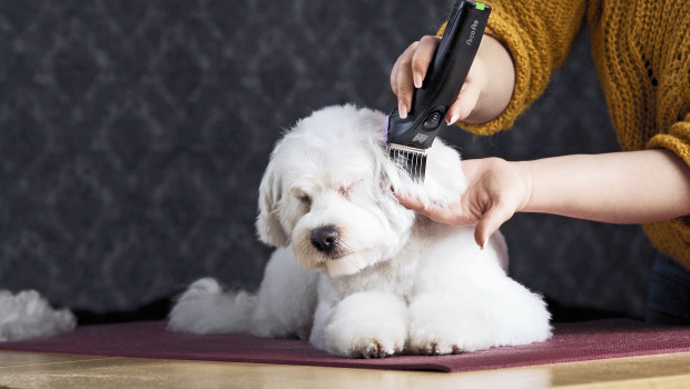 Wahl