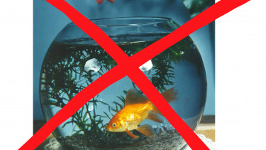 ZZF: Goldfischglas aus der Werbung nehmen