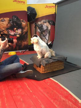 Mit der Fotoroadshow will Josera Tiere so zeigen, wie sie wirklich sind. Mit der Fotoroadshow will Josera Tiere so zeigen, wie sie wirklich sind.
