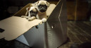 Kein anonymer Onlinehandel von Hunden mehr