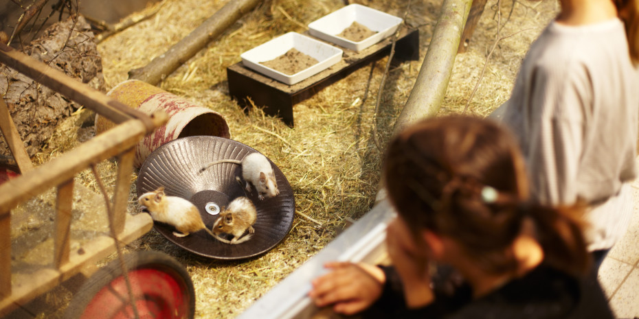 Im Nager-Segment sind vor allem Produkte gefragt, die Funktionalität, Qualität und Tierwohl miteinander verbinden – etwa großzügige Gehege, naturnahe Einrichtungselemente, hochwertiges Heu oder abwechslungsreiche Beschäftigungsmöglichkeiten. Im Nager-Segment sind vor allem Produkte gefragt, die Funktionalität, Qualität und Tierwohl miteinander verbinden – etwa großzügige Gehege, naturnahe Einrichtungselemente, hochwertiges Heu oder abwechslungsreiche Beschäftigungsmöglichkeiten.