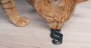 ZZF befürwortet Novellierung des Tierschutzgesetzes