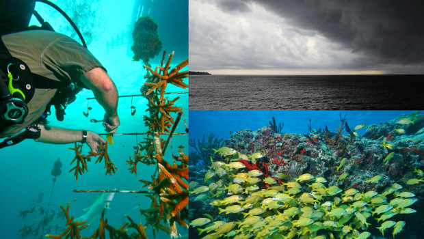 Durch die Hilfe freiwilliger Aktivisten konnten an nur einem Tag alleine in sieben Tauchgängen 340 Geweihkorallen (Acropora cervicornis) an geschädigten Riffabschnitten eingesetzt werden.