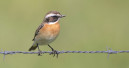 Das Braunkehlchen ist der Vogel des Jahres 2023