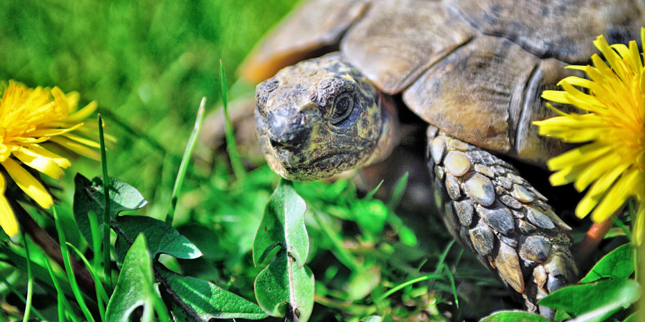 Im Vergleich zu Menschen sind Schildkröten eher gemächlich unterwegs, lernen aber erstaunlich schnell.