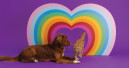 Lily’s Kitchen feiert Pride Month mit limitierter Edition