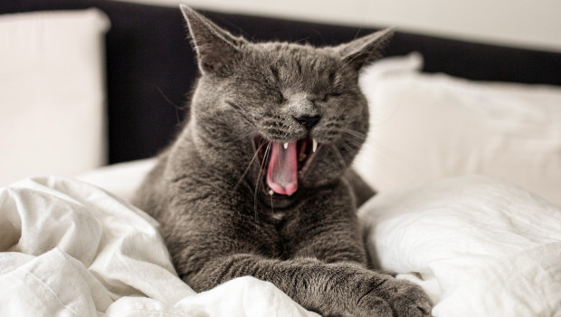 Jede vierte bis dritte Katze und Hund dürfen im Bett des Halters schlafen.