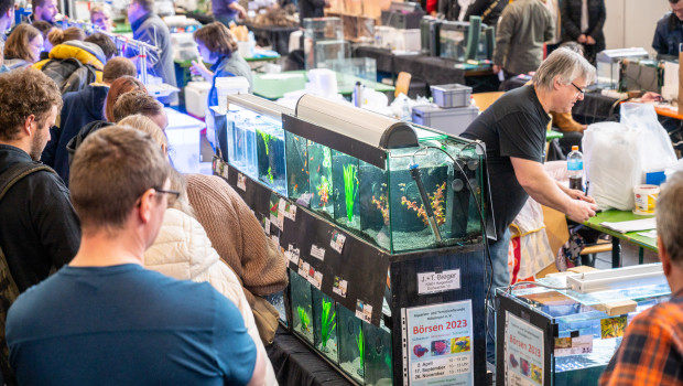 Die Aquaristik ist mit zahlreichen Ausstellern und Vereinen ein gefragter Szenetreff auf der Aqua-Fisch.