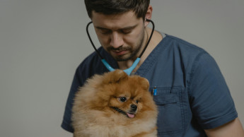pet fragt nach zum Thema Tiergesundheit