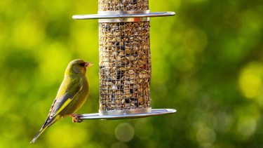 Gartenvögel im Fokus