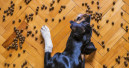 Der dritte Rudelreport untersucht Hundegesundheit und Ernährung