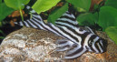 Zebraharnischwels ist Heimtier 2024