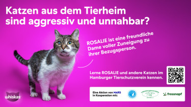 Studie: Unsicherheiten bremsen Tieradoptionen