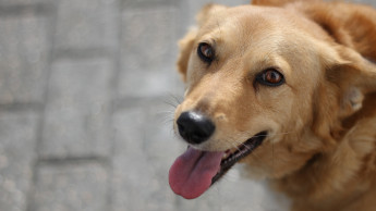 Edogs kooperiert stärker mit dem Tierschutz