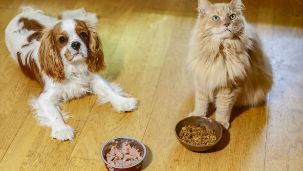 Hund und Katze sind die großen Umsatzbringer der Heimtierbranche.
