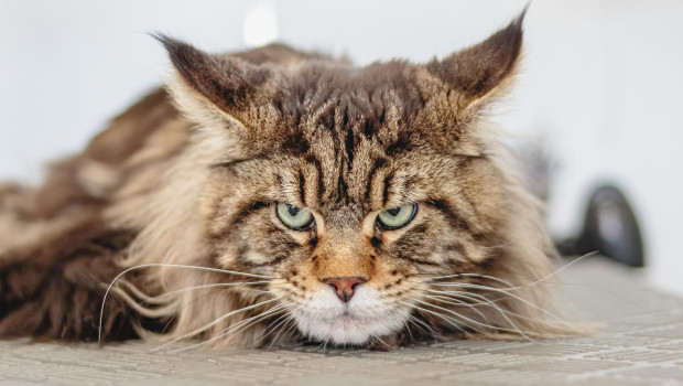 Die SPD macht sich für eine generelle Kastrationspflicht von Katzen stark. Der ZZF hält diese Forderung für „völlig unverhältnismäßig“.