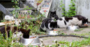Neue Katzenschutzverordnung
