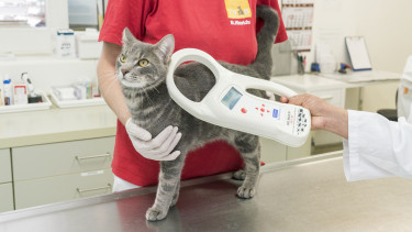 Keine Registrierungspflicht für Katzen?