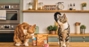 Lily’s Kitchen startet Paid-Social-Kampagne