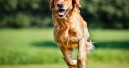 Agria erhält erstmals vergebenen Dog Wellness Award Agria erhält erstmals vergebenen Dog Wellness Award