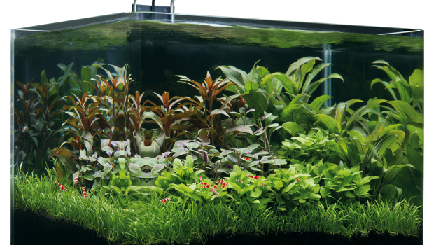 Die Wettbewerbsaquarien „Scaper’s Tank 35 L“ werden von Dennerle gesponsert.