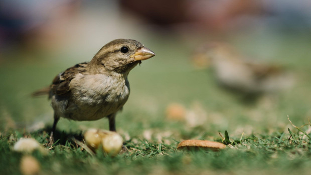 Vogelgrippe