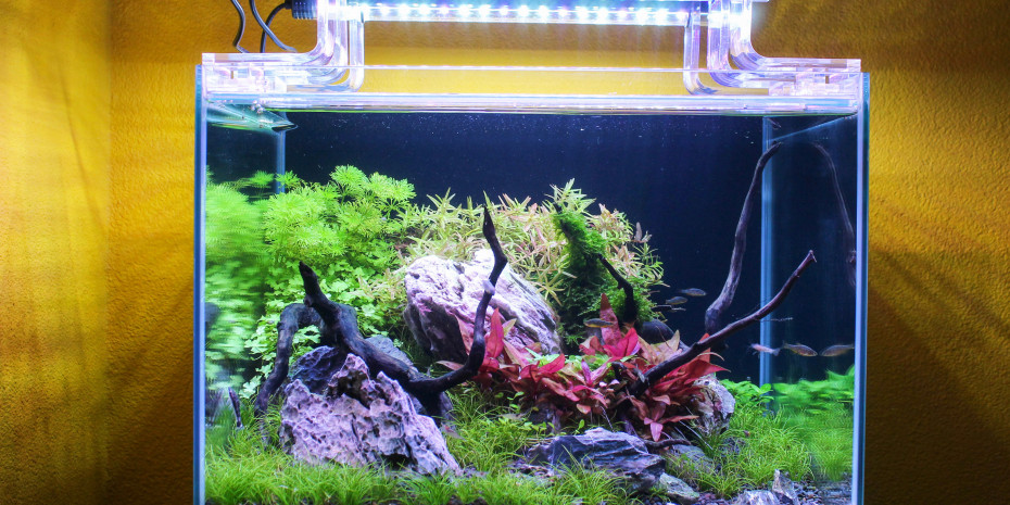  Sera, Aquascaping-Wettbewerb, Gil Cipriano (LU), Hardscape „Shrimp“.
