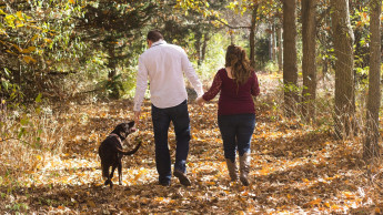 Erneut Rekordeinnahmen aus Hundesteuer